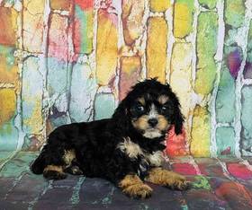 Cavapoo