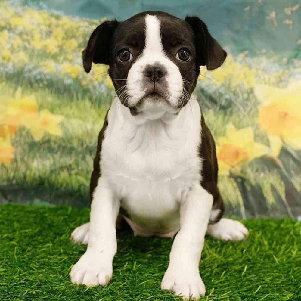 carousel pet images