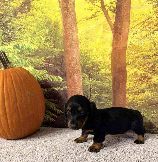 Dachshund