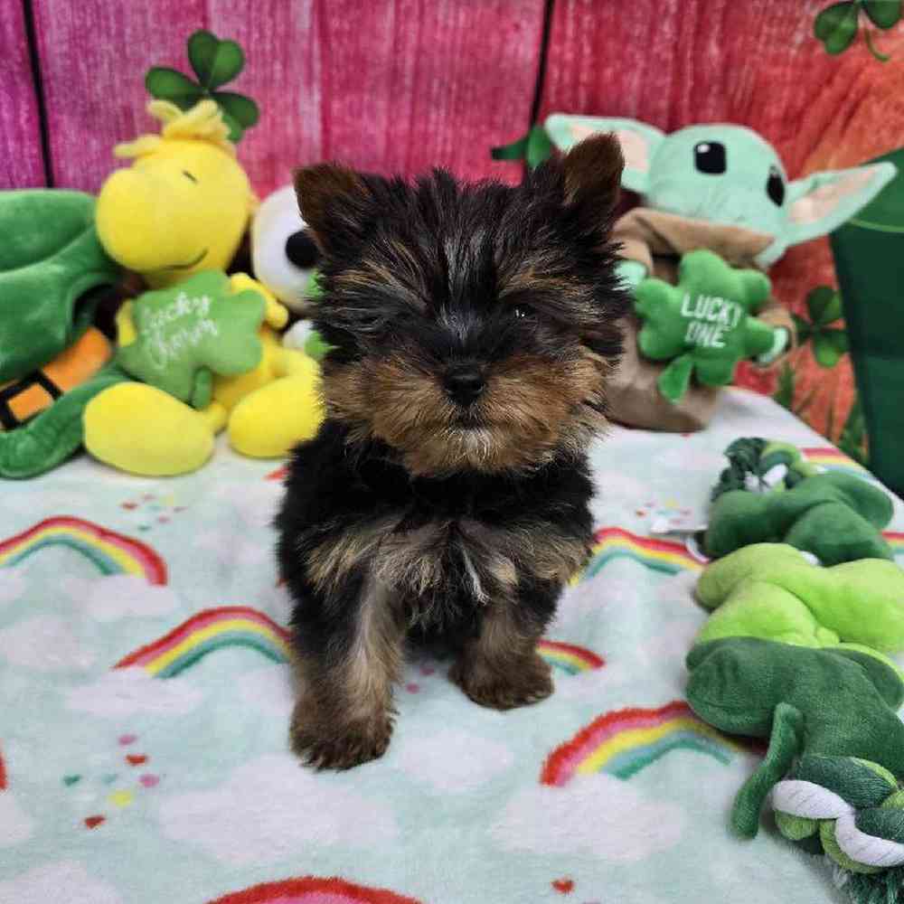 Male Yorkie Puppy for Sale in Virginia Beach, VA
