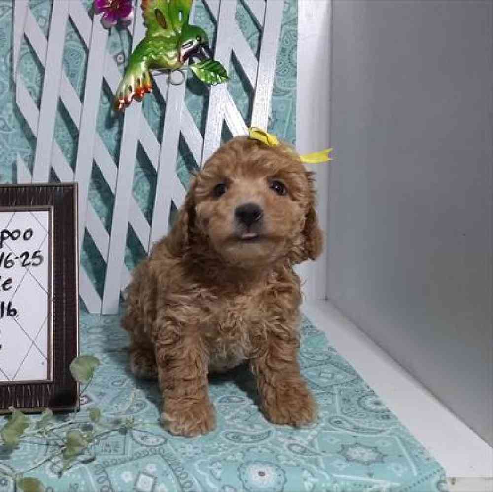 Female Bichonpoo Puppy for Sale in Virginia Beach, VA