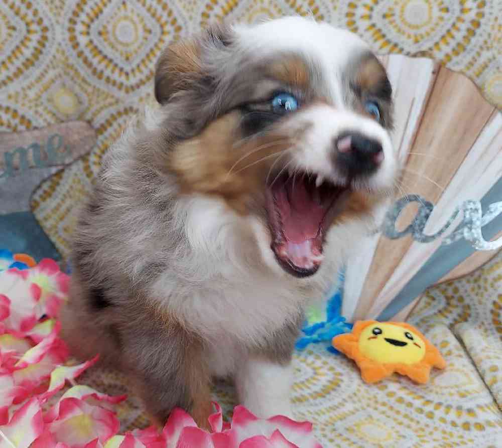 Female Mini Aussie Puppy for sale