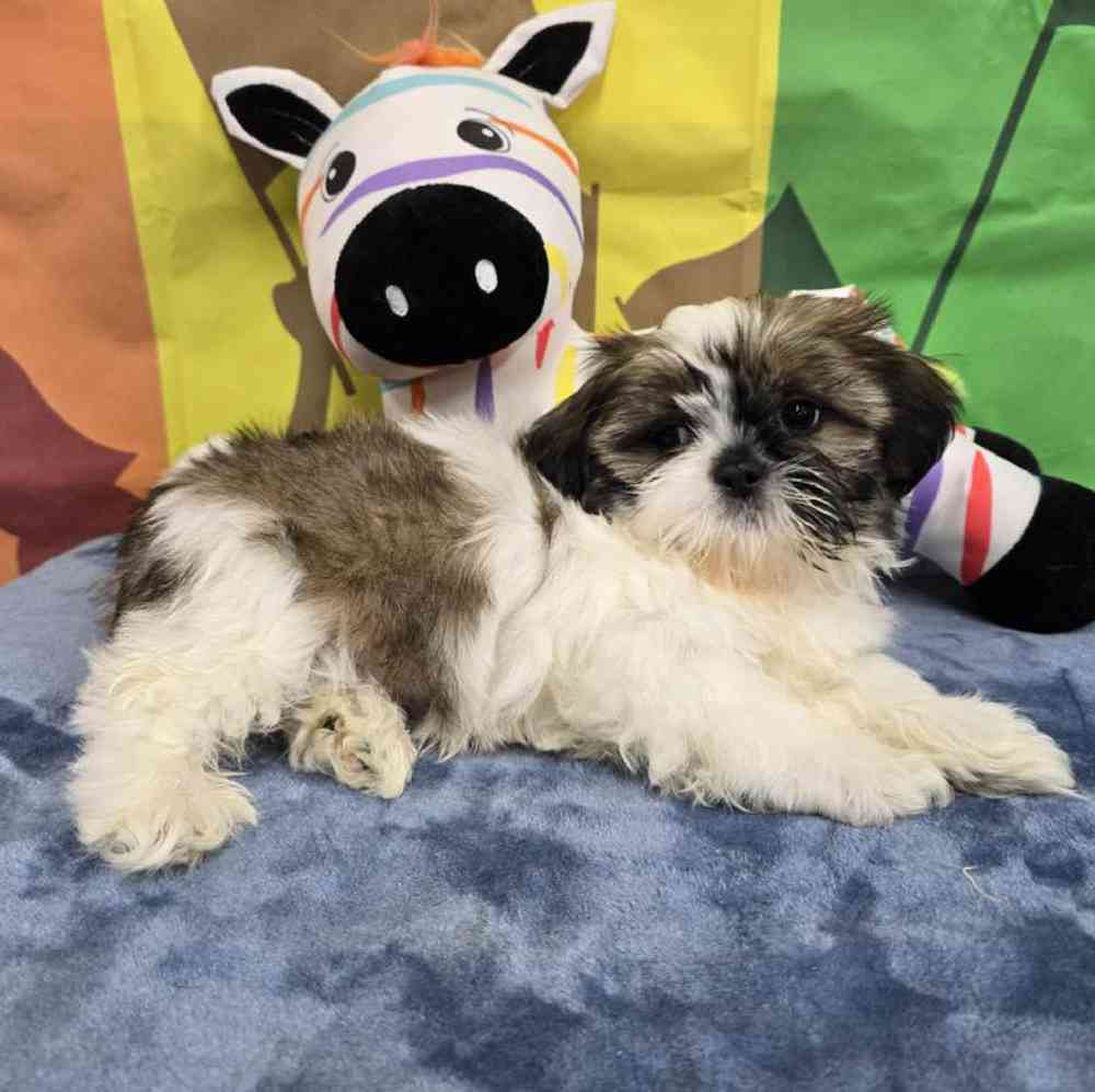 Male Shih Tzu Puppy for Sale in Virginia Beach, VA