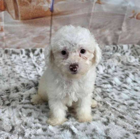 Poodle Toy