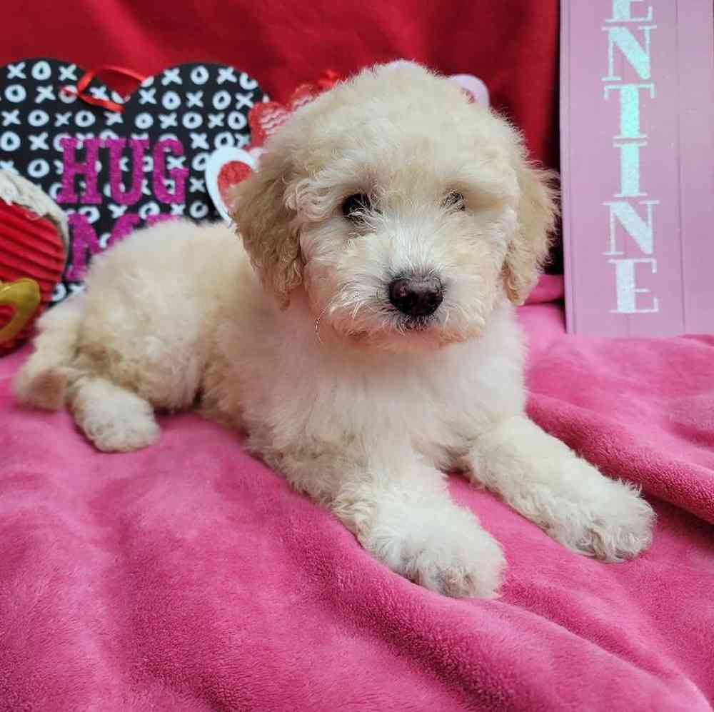 Female Mini Sheepadoodle Puppy for Sale in Virginia Beach, VA