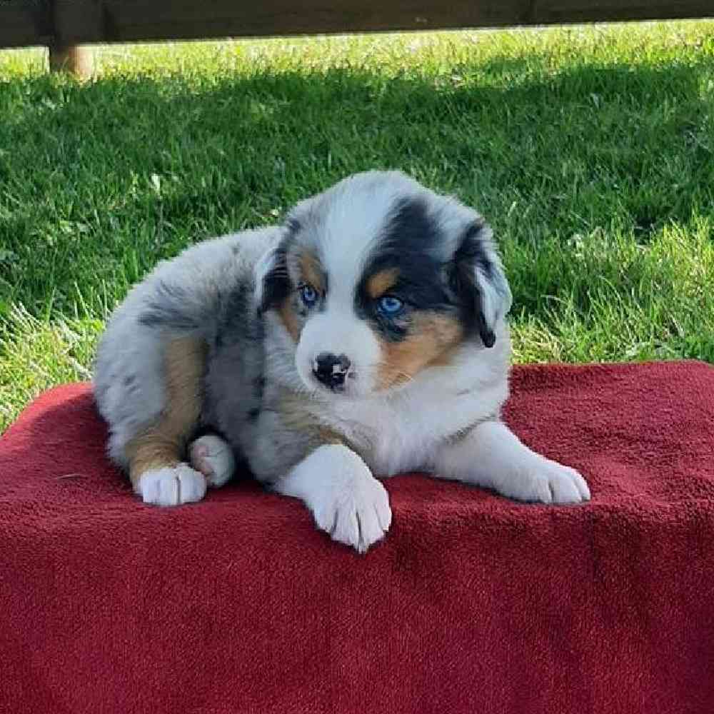 Male Mini Aussie Puppy for Sale in Virginia Beach, VA