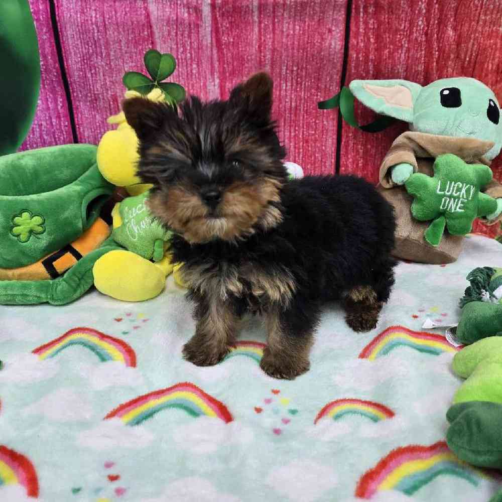 Male Yorkie Puppy for Sale in Virginia Beach, VA
