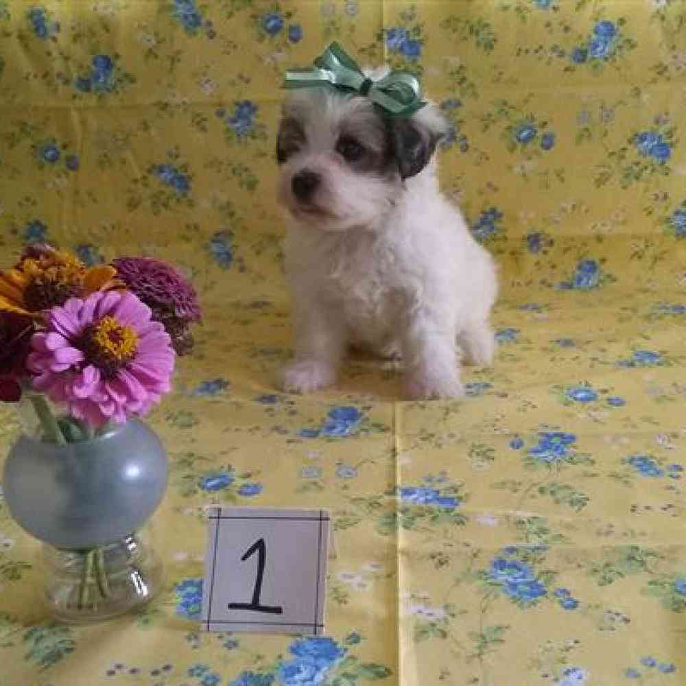 Male Havapoo Puppy for sale