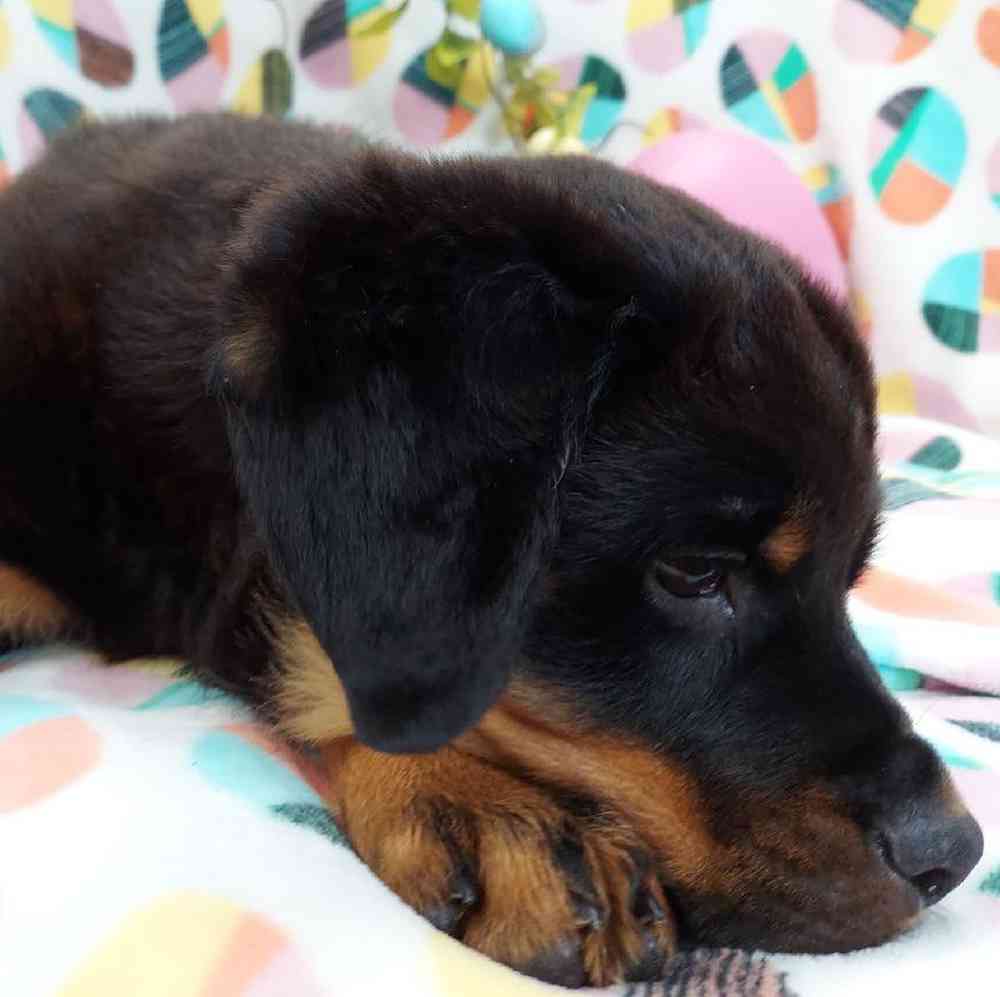 Female Rottweiler Puppy for sale