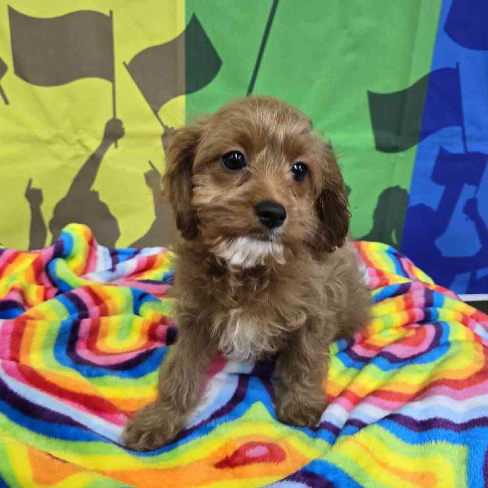 Female Cavapoo Puppy for Sale in Virginia Beach, VA
