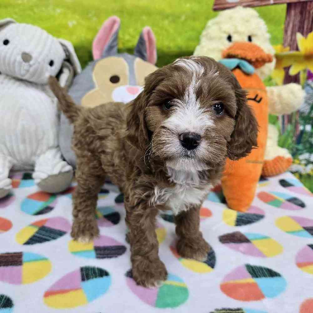 Male Cavapoo Puppy for Sale in Virginia Beach, VA