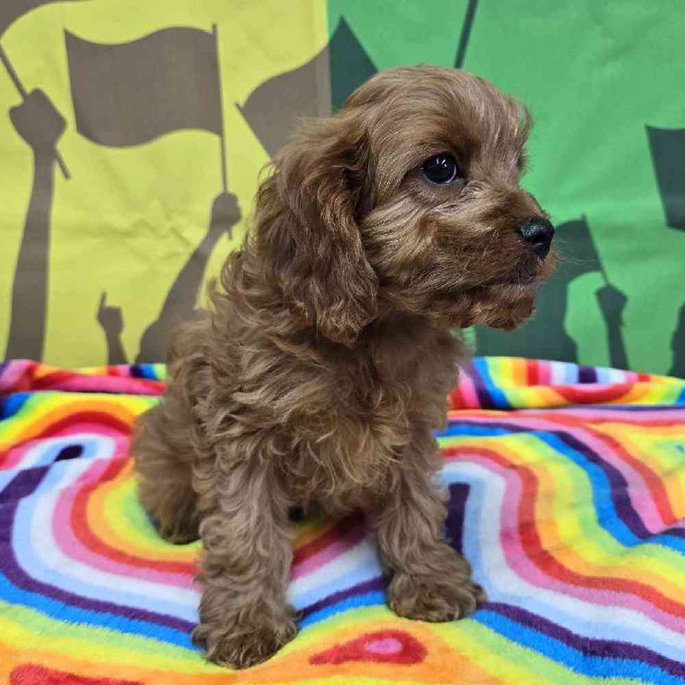 Male Cavapoo Puppy for Sale in Virginia Beach, VA