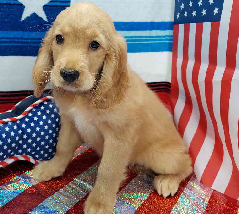 Female Comfort Retriever Puppy for sale