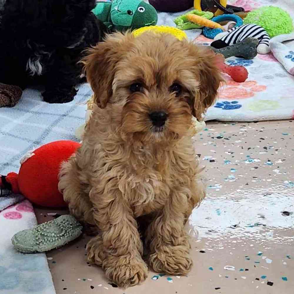 Female Cavapoo Puppy for Sale in Virginia Beach, VA