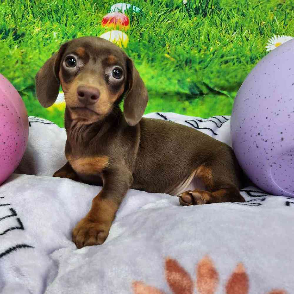 Male Dachshund Puppy for Sale in Virginia Beach, VA
