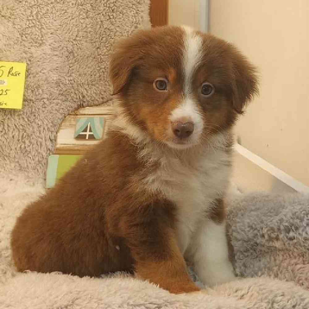 Female Mini Aussie Puppy for Sale in Virginia Beach, VA