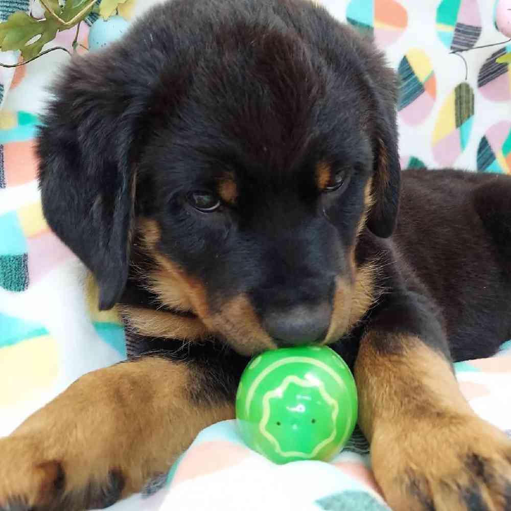 Female Rottweiler Puppy for sale