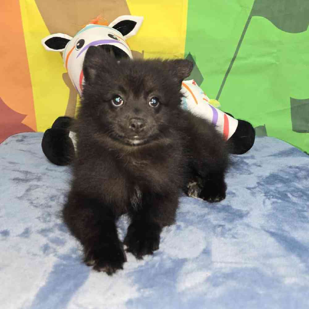 Female Pomeranian Puppy for Sale in Virginia Beach, VA