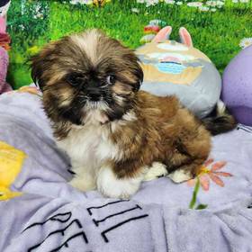 Shih Tzu