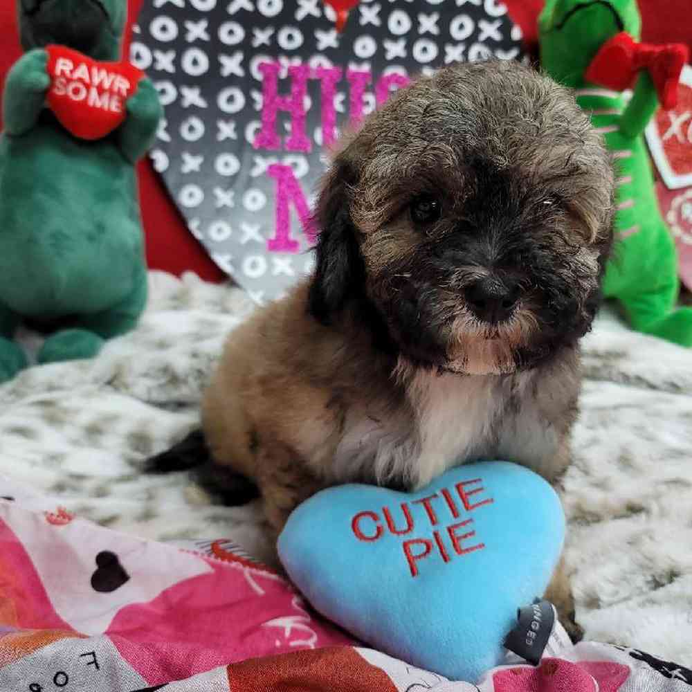 Female Bichonpoo Puppy for Sale in Virginia Beach, VA