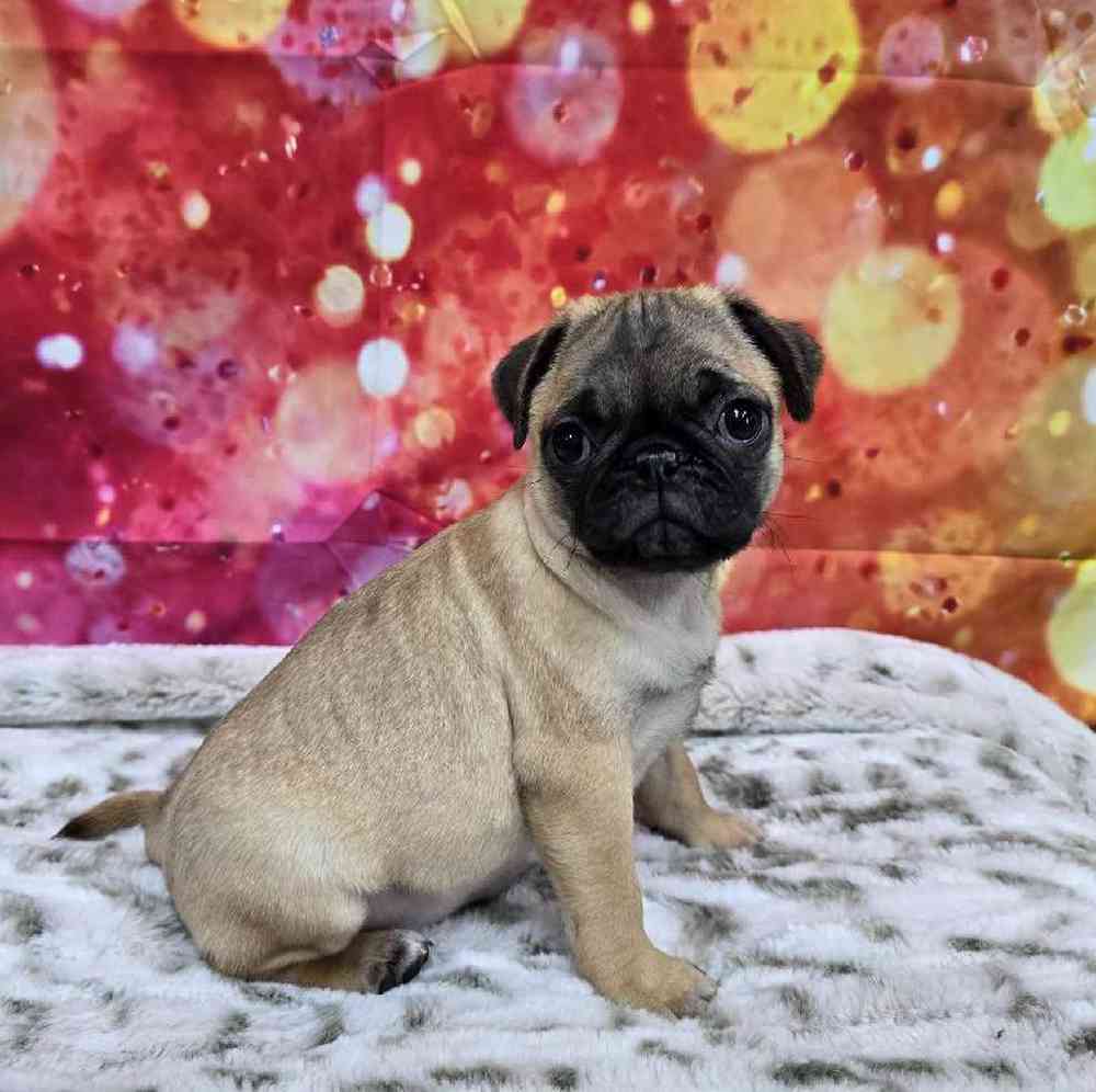 Female Pug Puppy for Sale in Virginia Beach, VA