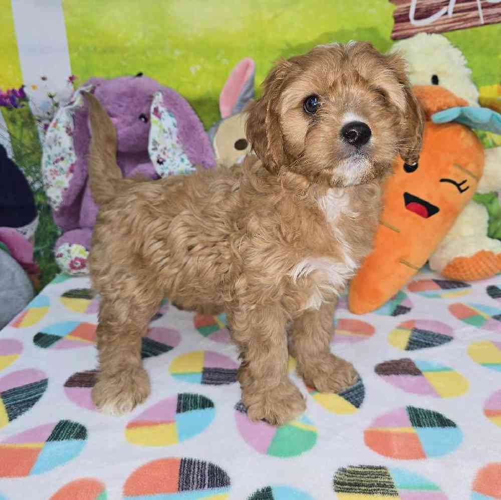 Female Cavapoo Puppy for Sale in Virginia Beach, VA