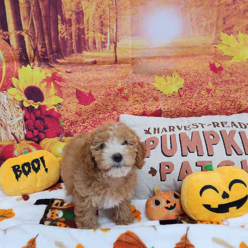 Female Cockapoo Puppy for Sale in Virginia Beach, VA