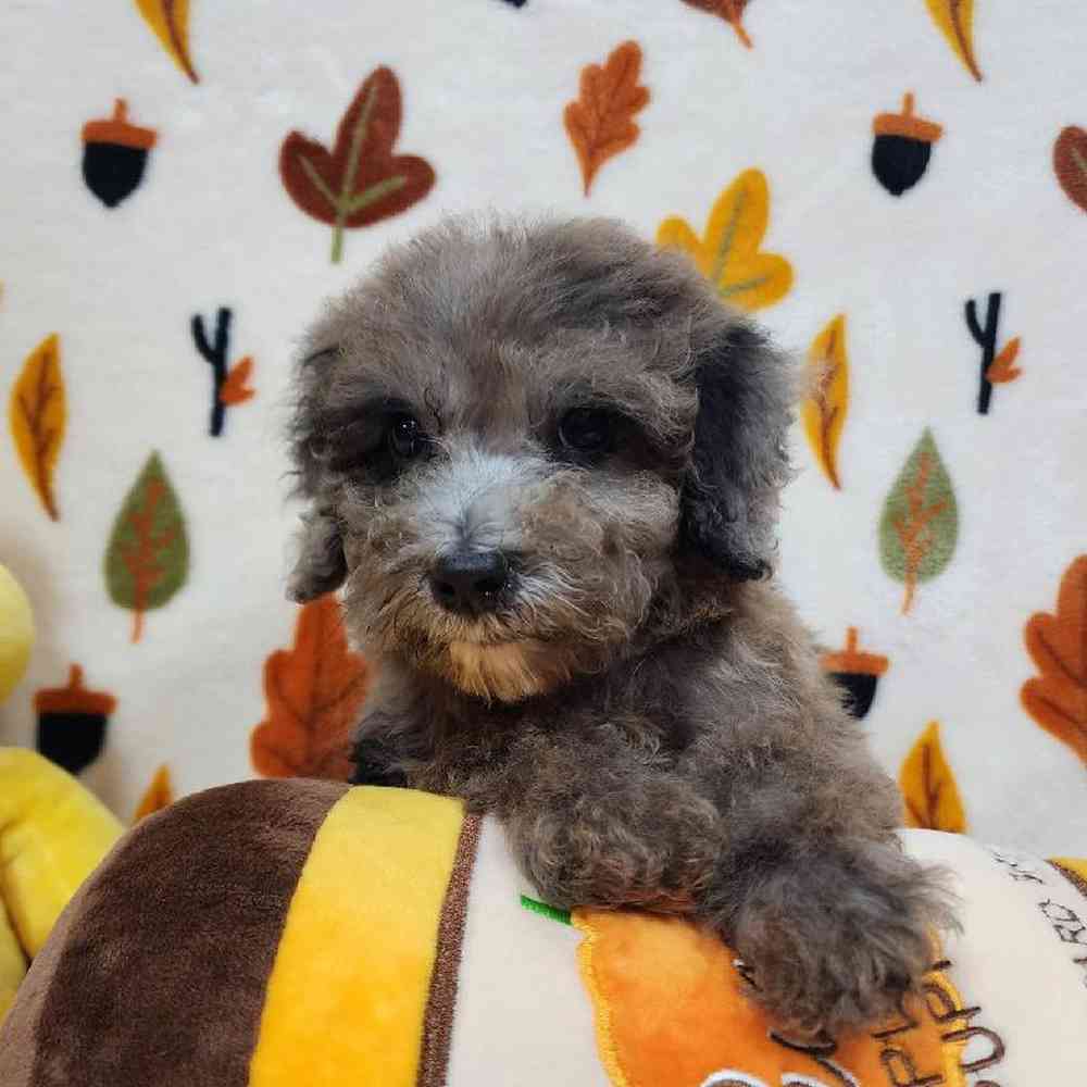 Male Mini Poodle Puppy for sale
