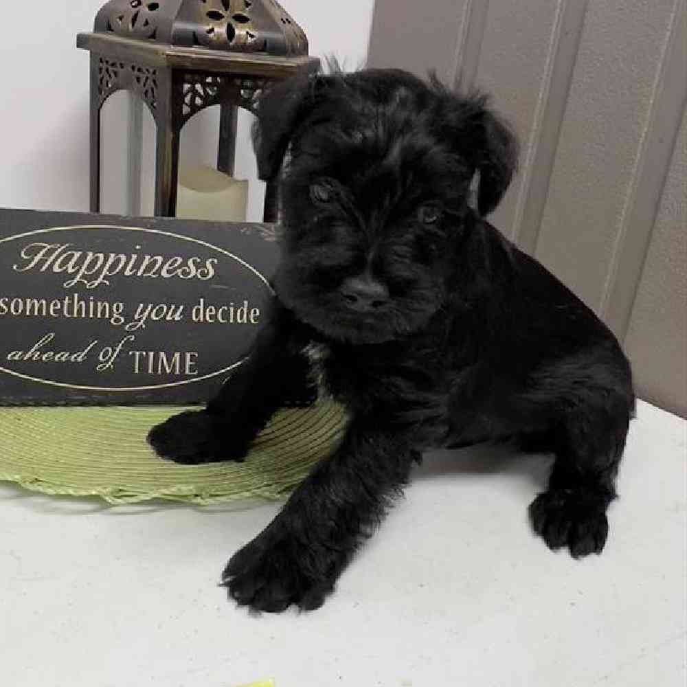 Male Mini Schnauzer Puppy for Sale in Virginia Beach, VA