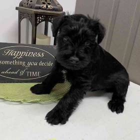 Mini Schnauzer