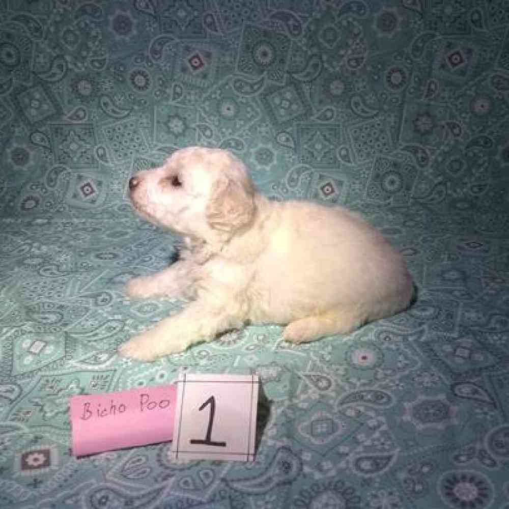 Male Bichonpoo Puppy for Sale in Virginia Beach, VA