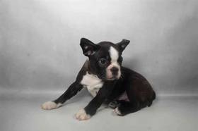 Boston Terrier
