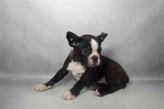 Boston Terrier