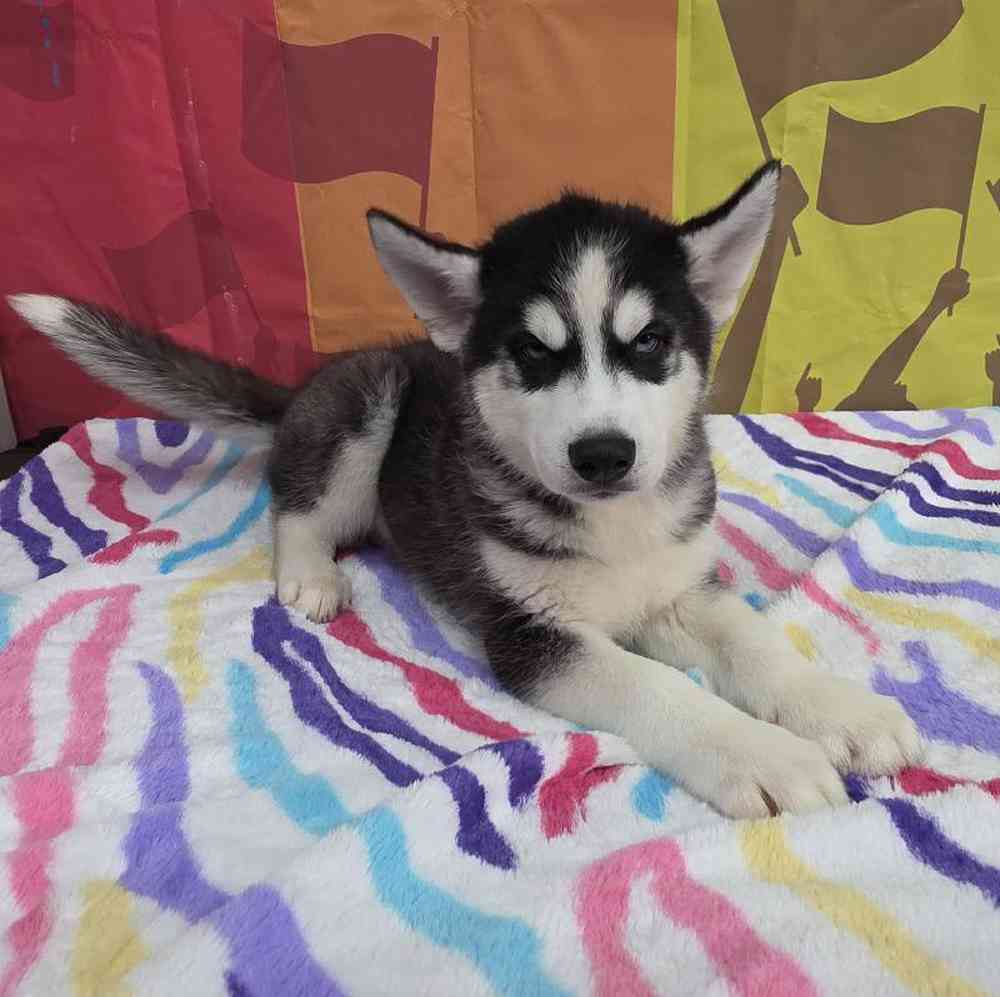 Male Siberian Husky Puppy for Sale in Virginia Beach, VA