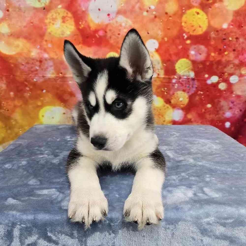Male Siberian Husky Puppy for Sale in Virginia Beach, VA