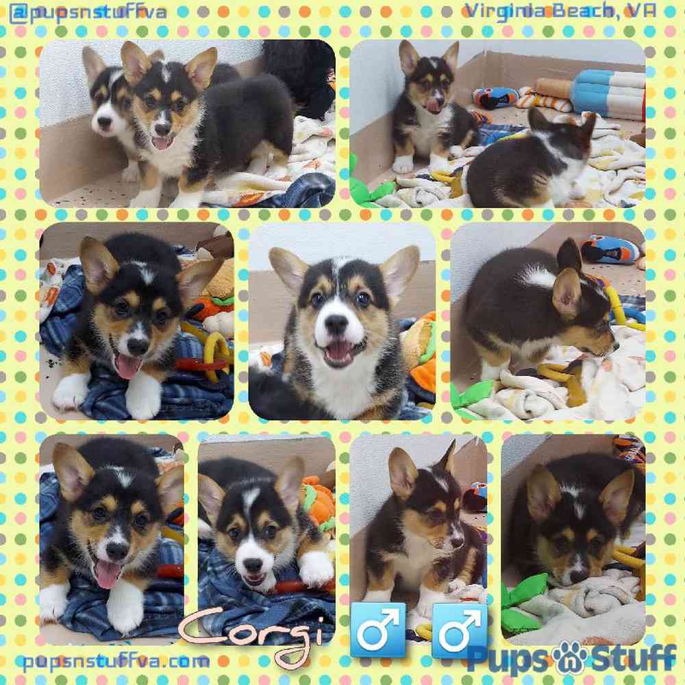 Male Pembroke Welsh Corgi Puppy for sale