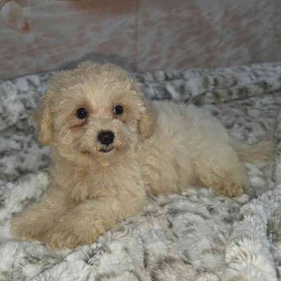 Maltipoo