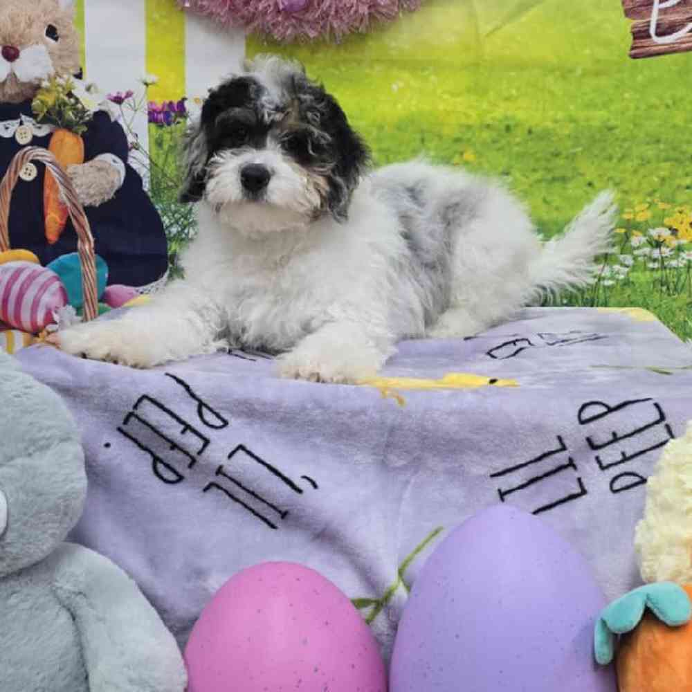 Male Mini Bernadoodle Puppy for Sale in Virginia Beach, VA
