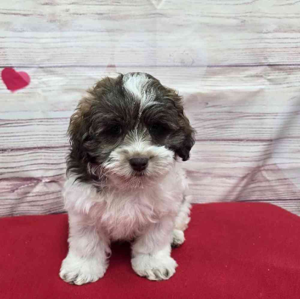 Male Shipoo Puppy for Sale in Virginia Beach, VA