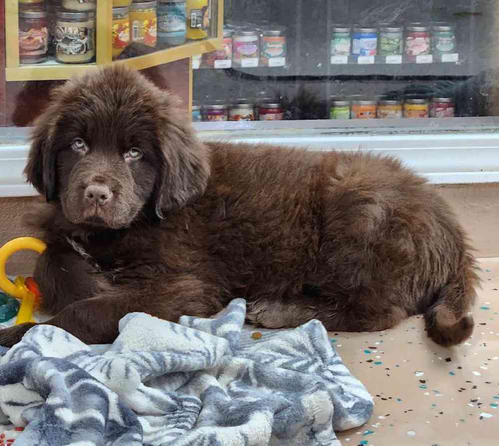 Male Newfoundland Puppy for Sale in Virginia Beach, VA
