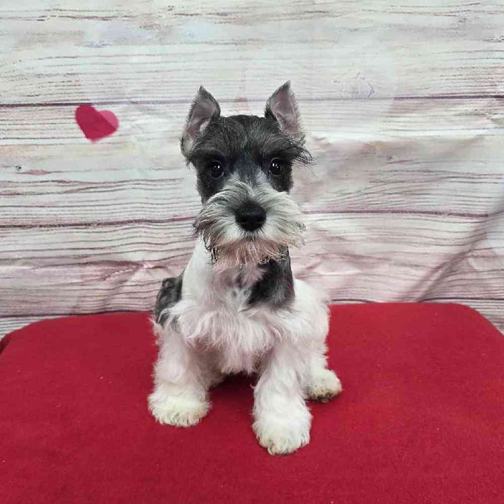 Male Mini Schnauzer Puppy for Sale in Virginia Beach, VA