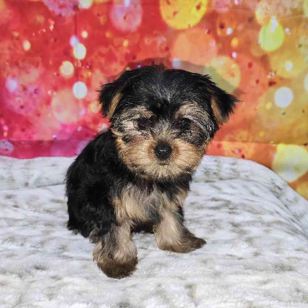 Female Yorkie Puppy for Sale in Virginia Beach, VA