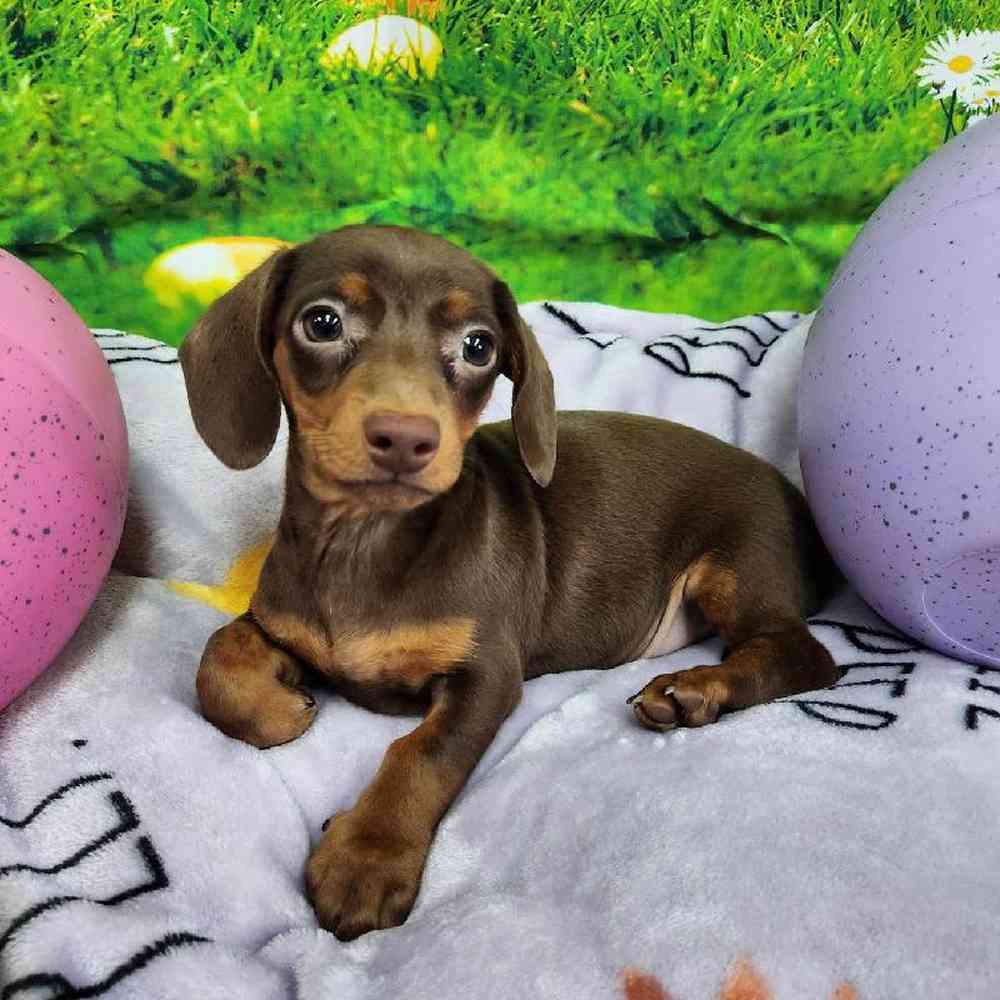 Male Dachshund Puppy for Sale in Virginia Beach, VA