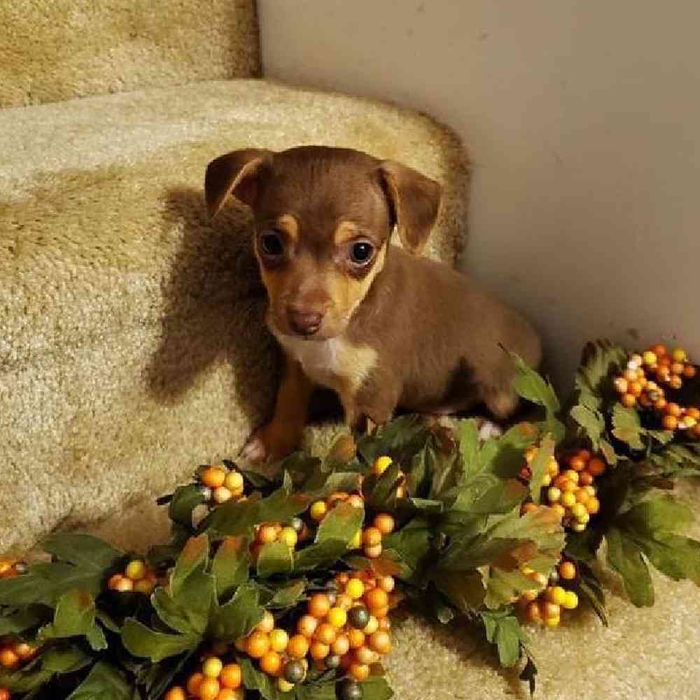 Male Rat-Chi Puppy for sale