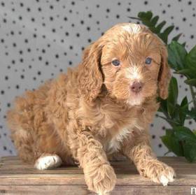 Mini Goldendoodle