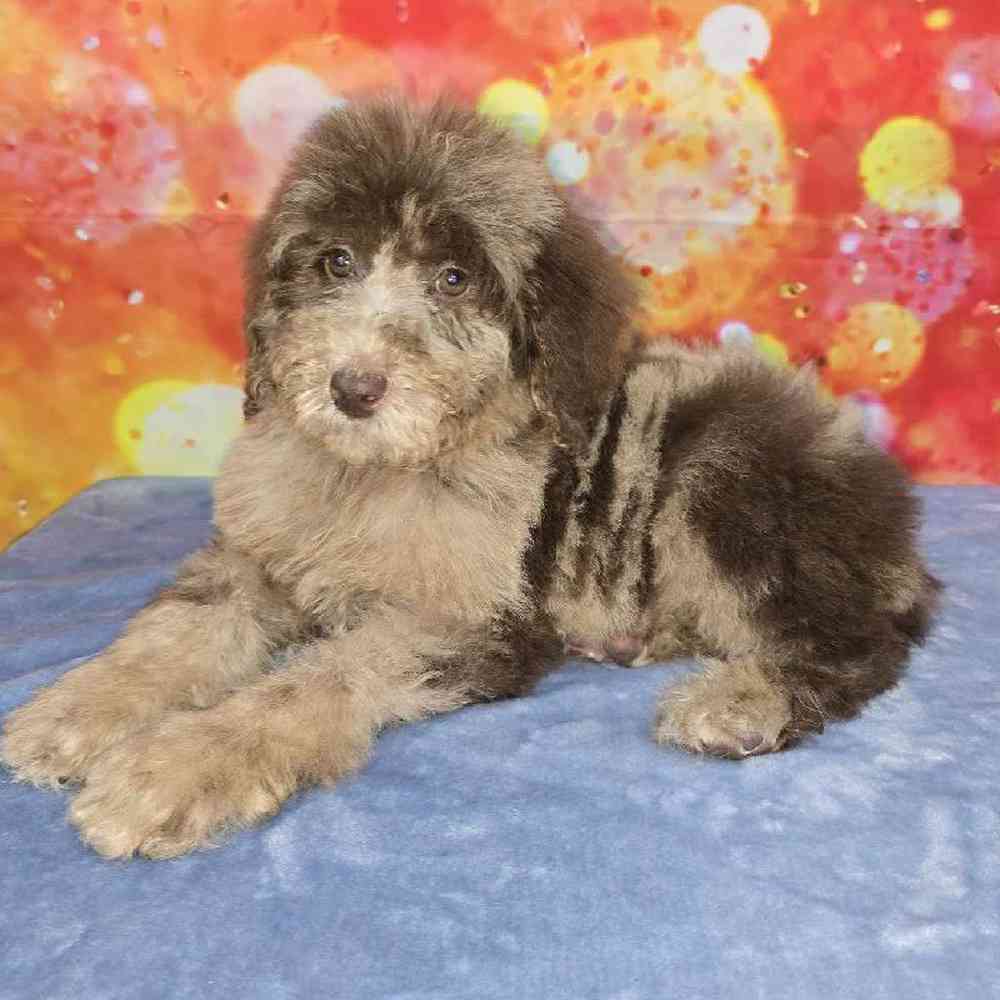 Female Standard Poodle Puppy for Sale in Virginia Beach, VA