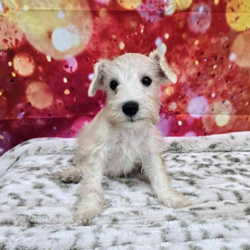 Male Mini Schnauzer Puppy for Sale in Virginia Beach, VA