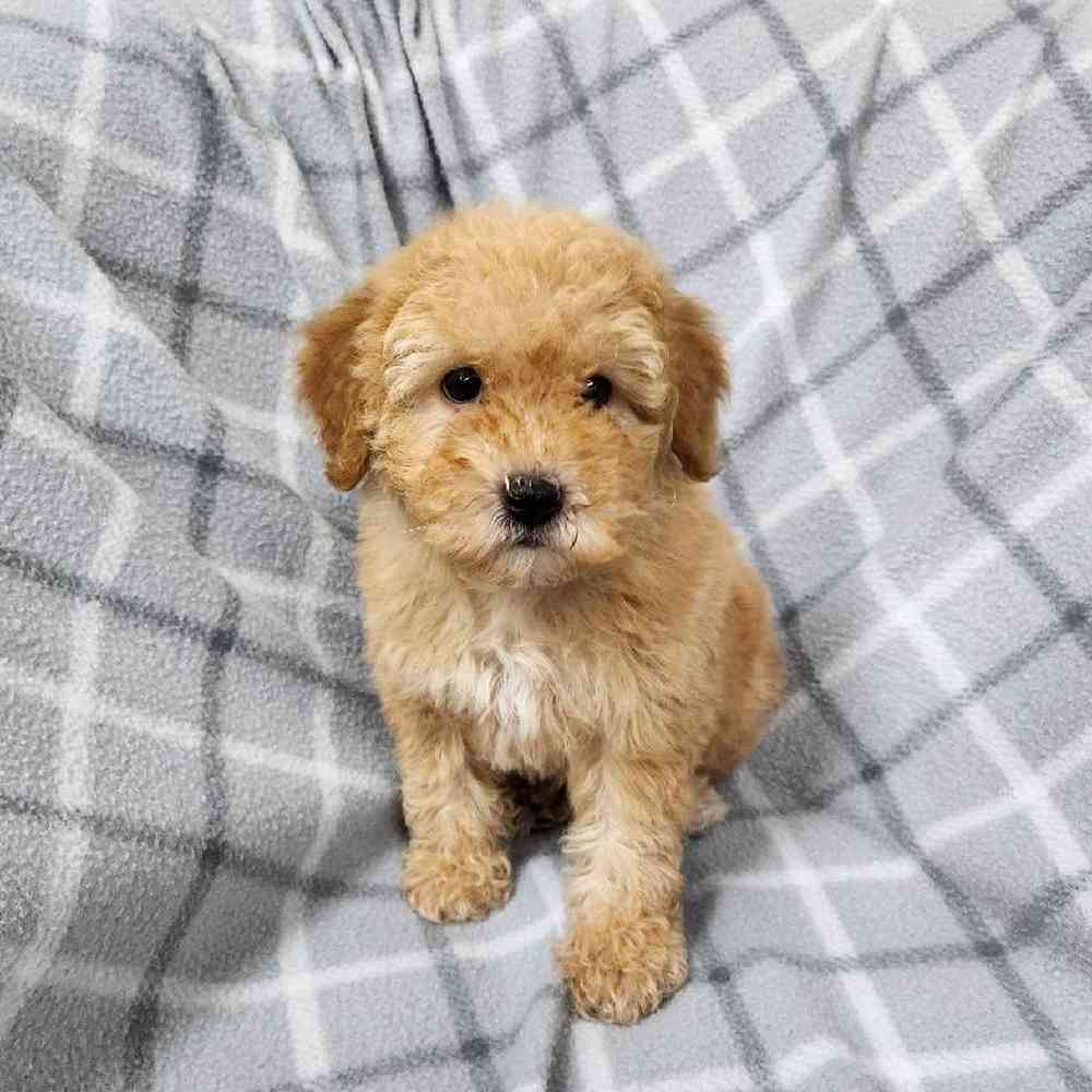 Male Poodle Toy Puppy for Sale in Virginia Beach, VA