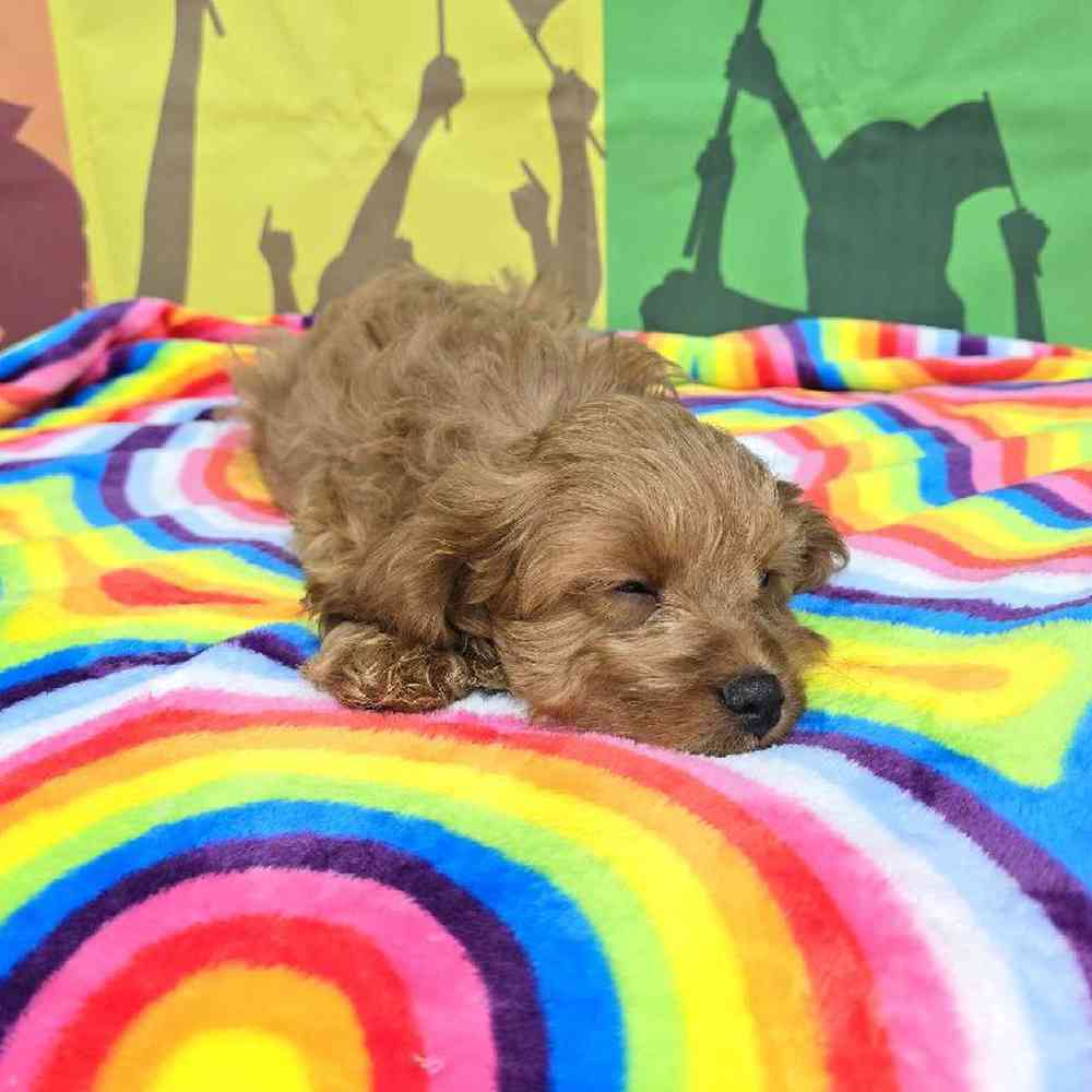 Male Cavapoo Puppy for Sale in Virginia Beach, VA