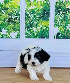 Coton De Tulear
